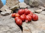 Piennolo Del Vesuvio Tomato Seeds