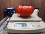 Primorski Pacug Tomato Heirloom Tomato