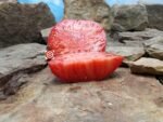 Primorski Pacug Tomato Red Tomato
