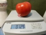 Primorski Pacug Tomato Slicing Tomato