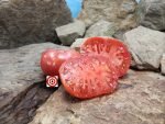 Purple Perfect Tomato Seeds