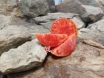 Richardson Tomato