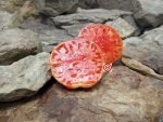 Richardson Tomato Red Tomato
