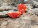 Richardson Tomato Seeds