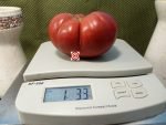 Rosedale Tomato Sandwich Tomato