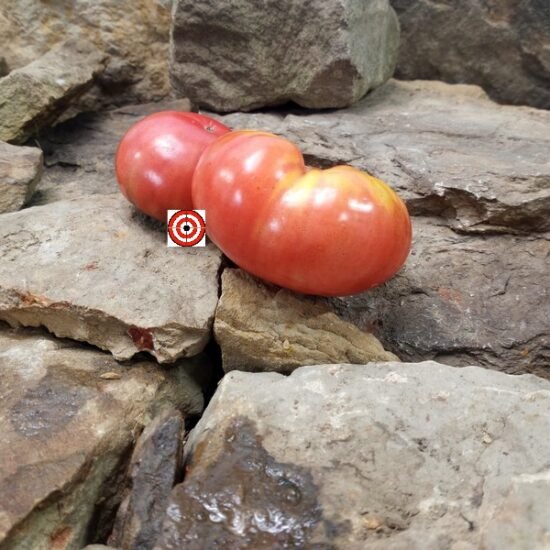 New Tomatoes 2024/2025