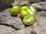 Saucy Mary Dwarf Tomato