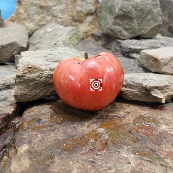 Soldacki Tomato