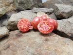 Streak Legal Dwarf Tomato