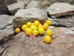 Tim's Taste of Paradise Tomato Seeds