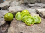 Toad Suck Toad Tomato Green Tomatoes