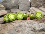 Toad Suck Toad Tomato Rare Tomatoes