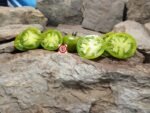 Toad Suck Toad Tomato Seeds Green Tomatoes
