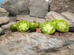 Toad Suck Toad Tomato Steve Whiteaker Tomatoes Productive Tomatoes