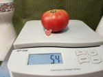 Yukon Quest Dwarf Tomato