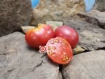 Yukon Quest Dwarf Tomato Seeds