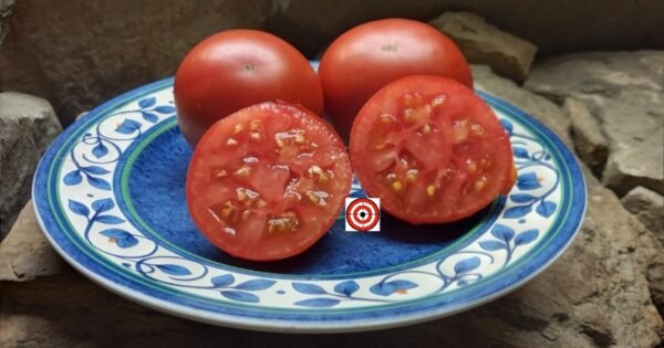 The Best Red Tomatoes Mong Tomato Seeds For Sale Here.