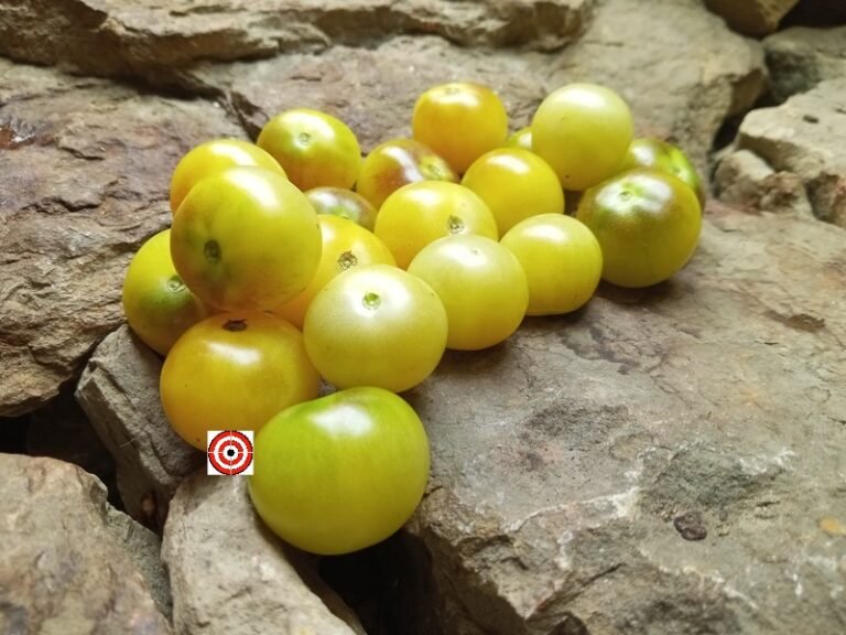 The Best Sweet Tomatoes Napa Chardonnay Tomato Seeds For Sale Here ...