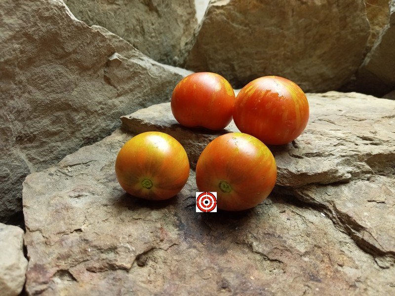 Wild Boar Farms Tomatoes Norwood Meiners Tomato Seeds Available Here ...