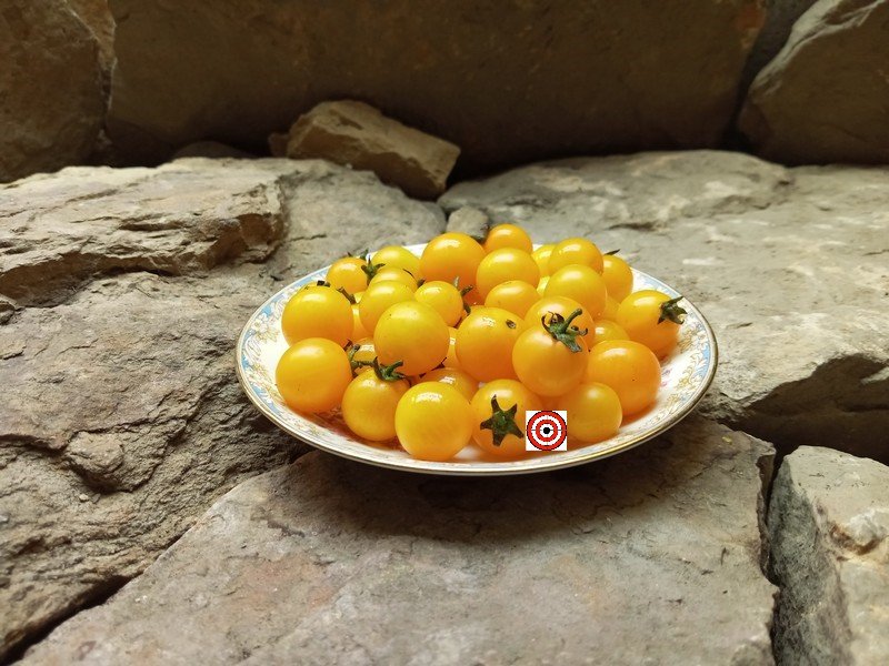 The Best Micro Dwarf Tomatoes Yellow Pygmy Tomato Seeds Available Here   The Best Micro Dwarf Tomatoes Yellow Pygmy Tomato Seeds Available Here. 