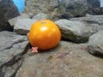Aunt Eula Rock House Yellow Tomato Heirloom Tomato