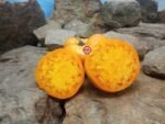 Aunt Eula's Rock House Yellow Tomato Yellow Slicing Tomato