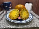 Babylons Glow Dwarf Tomato