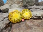 Babylons Glow Dwarf Tomato Seeds