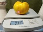 Beauty Queen Heart Tomato