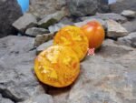 Beauty Queen Heart Tomato Oxheart Tomatoes