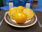 Beauty Queen Heart Tomato Wild Boar Farms Tomato Seeds