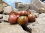 Brazilian Beauty Tomato Black Beefsteak Tomatoes