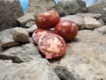 Brown Sugar Tomato Heirloom Tomato