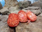 Butterworths PL Rare Heirloom Tomato