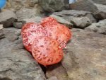 Butterworth's Potato Leaf Tomato Rare Tomato Seeds