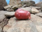 Dark Shekel Tomato Seeds