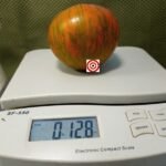 Dwarf Babylons Glow Tomato