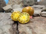 Dwarf Babylons Glow Tomato By Blane Horton.