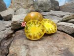 Dwarf Babylons Glow Tomato Seeds