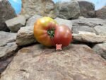 Dwarf Beauty Kiss Tomato