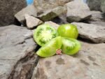 Dwarf Mint Streaks Tomato Container Tomatoes