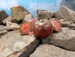 Jane Judy Clark Family Tomato Bi Color Tomato
