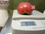Jeff Davis Tomato