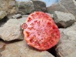 Jeff Davis Tomato Heirloom Tomatoes