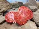 Jeff Davis Tomato Seeds