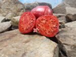 Mike's Mystery Tomato