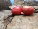 Mikes Mystery Tomato Heirloom Tomato.