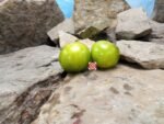 Mint Streaks Dwarf Tomato Seeds