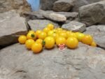 OG Sunrise 3 Tomato Cherry Tomato
