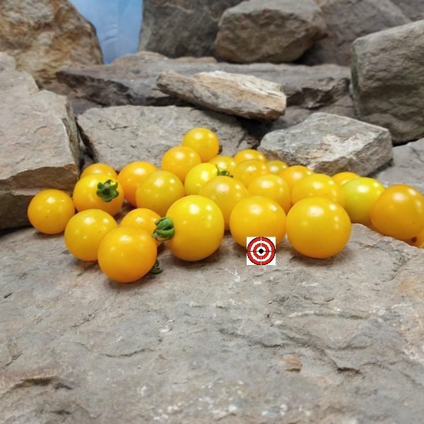 OG Sunrise 3 Tomato Cherry Tomato